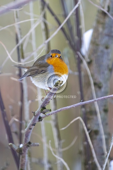 Robin bird (Erithacus rubecula) Robin bird (Erithacus rubecula)