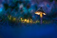 Ethereal witches hat mushroom