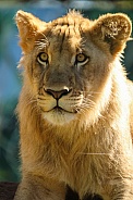 African Lion