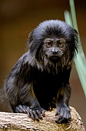 Goeldi's marmoset, or Goeldi's monkey (Callimico goeldii)