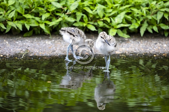 Water bird (Recurvirostra avosetta) Water bird (Recurvirostra avosetta)