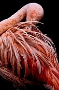 Flamingo--All Ruffled Up