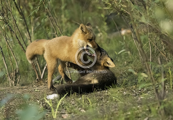 Red Fox Kits at Play Red Fox Kits at Play
