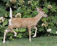 White tailed Deer