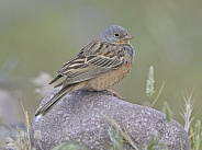 Cretzschmar's bunting