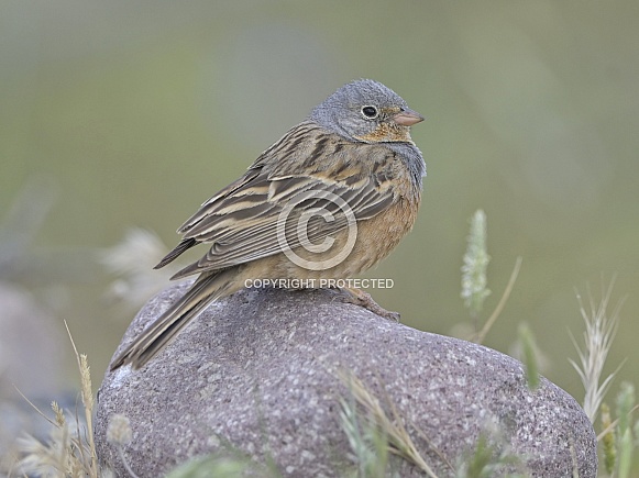 Cretzschmar's bunting