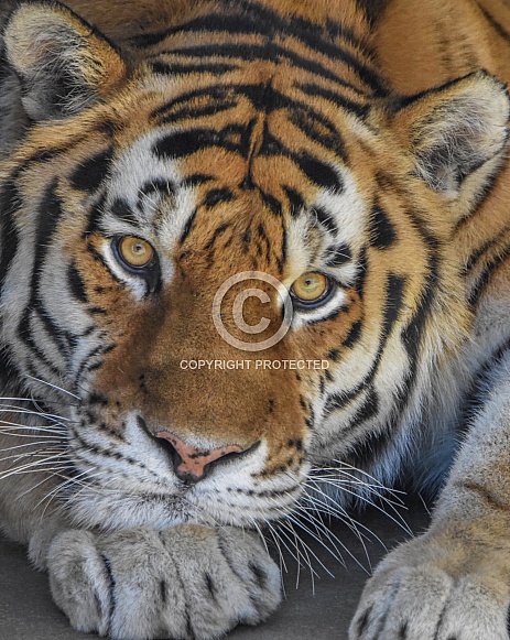 Amur Tiger Close
