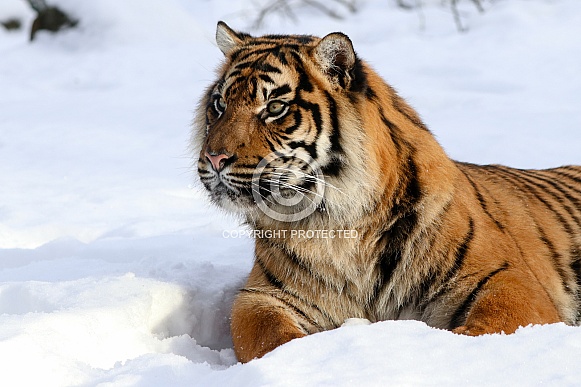 Sumatran tiger