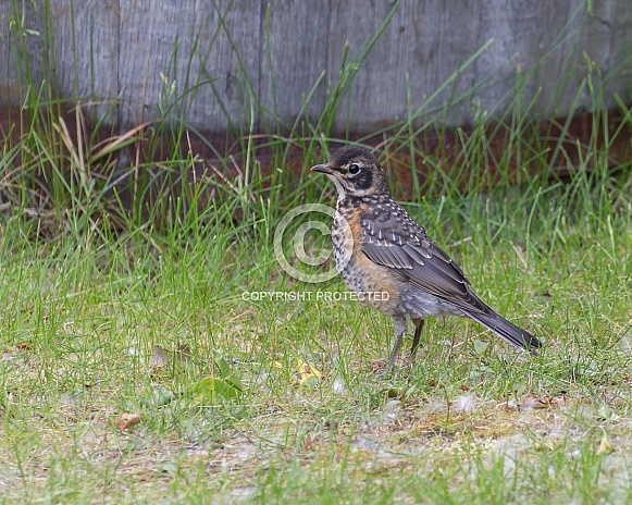 Juvenile American Robin Standing on the Ground