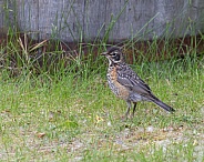 Juvenile American Robin Standing on the Ground