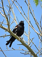 Red-Winged Blackbird's Call