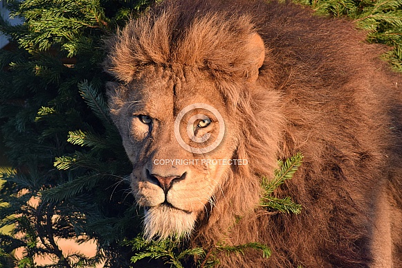 African Lion African Lion