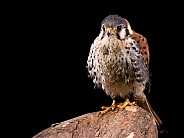 American Kestrel Full Body Black Background