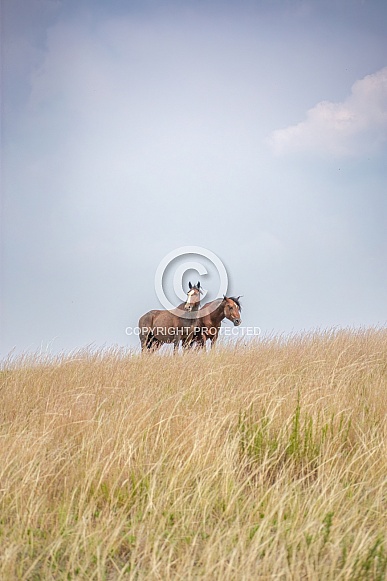Wild Horse (Equus caballus)