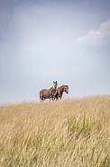 Wild Horse (Equus caballus)