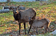 Pennsylvania Elk