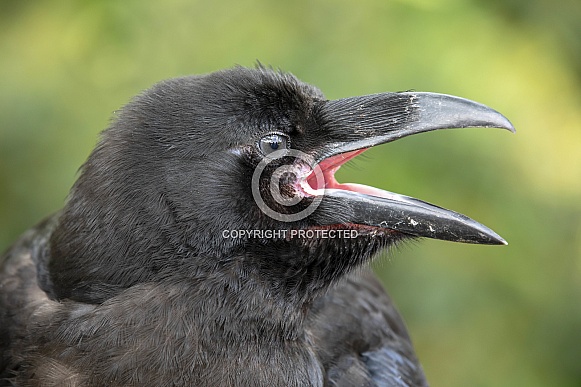 Common raven (Corvus corax)
