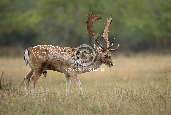 Fallow deer