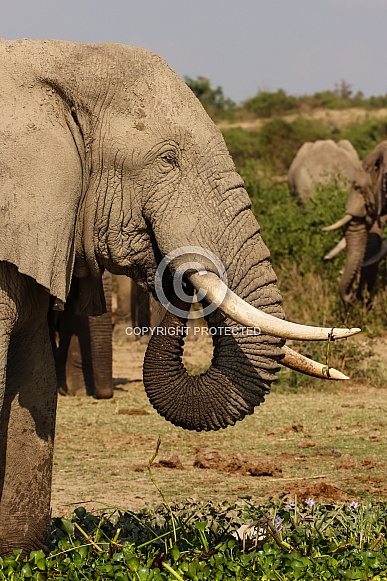 African Elephant