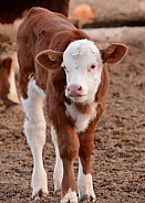 brown and White Calf