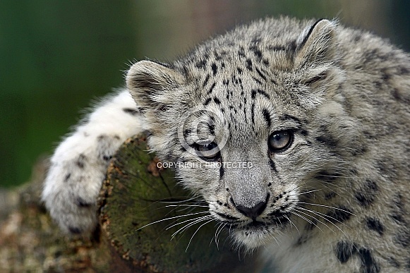 Snow Leopard Cub Snow Leopard Cub
