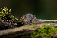 Rat