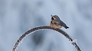 Boreal Chickadee in Winter