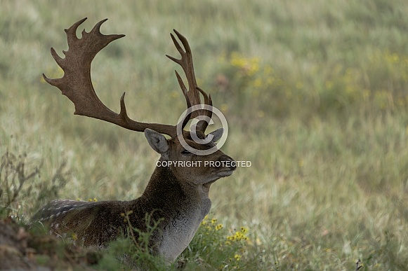 A beautiful male fallow deer lying in the grass