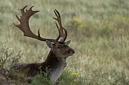 A beautiful male fallow deer lying in the grass