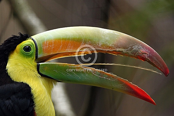 Keel-billed Toucan Keel-billed Toucan