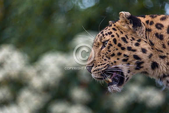 Amur Leopard