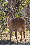 Reedbuck Antelope - Botswana