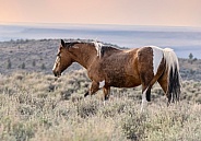 Wild Horse