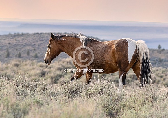 Wild Horse