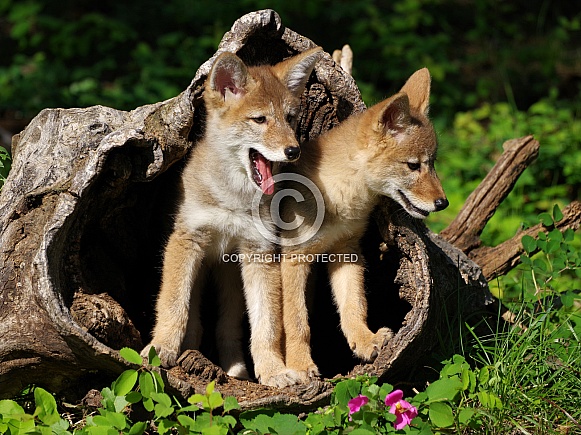 Coyote pups