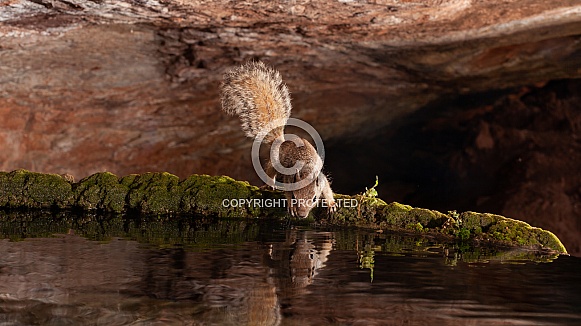 western grey squirrel, Sciurus griseus