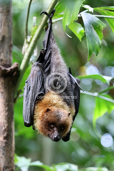 Pteropodidae bat