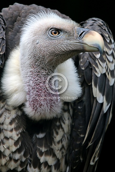 Rüppell's vulture (Gyps rueppelli)
