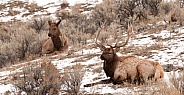Wild bull elk laying down near cow