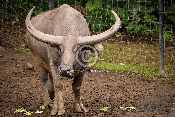 Water Buffalo Water Buffalo