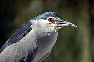 Black-crowned night heron (Nycticorax nycticorax)