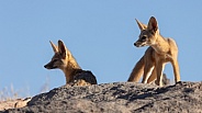 Kit Fox, Vulpes macrotis