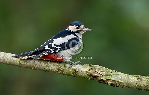 Great Spotted Woodpecker