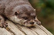 Otter