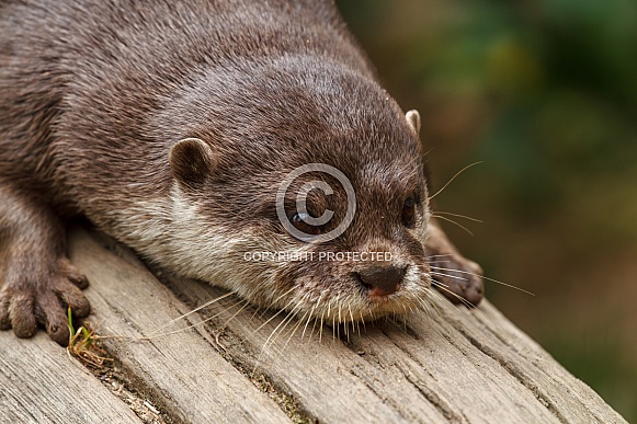 Otter