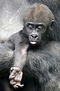 Western lowland gorilla (Gorilla gorilla gorilla)