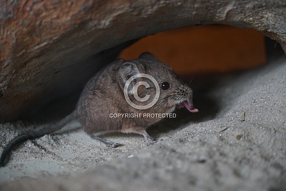 Round-Eared Sengi