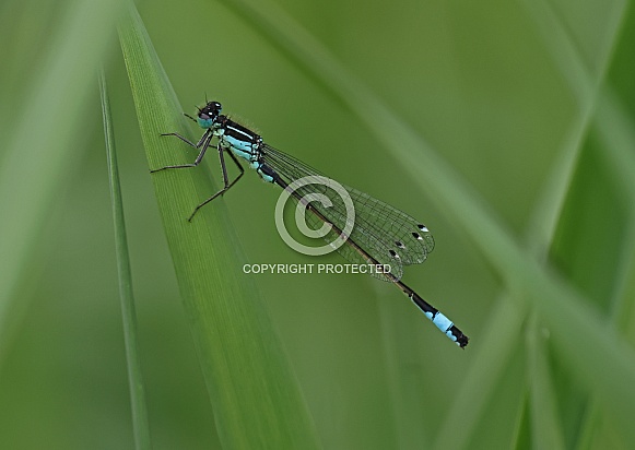 Blue tailed Damselfly