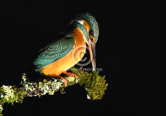 Kingfisher