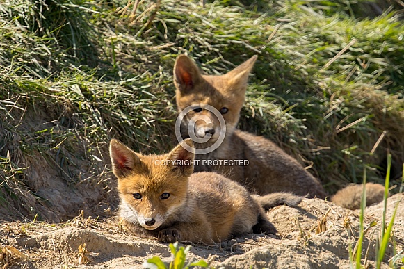 Red fox cub/cubs in nature
